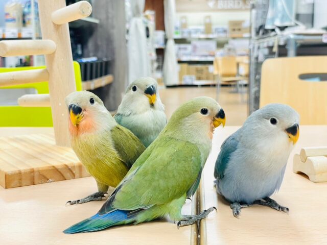 コザクラインコ（小桜インコ）