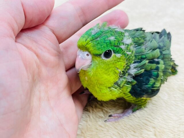 サザナミインコ