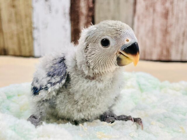 【最新画像更新🪄】わたっ子可愛過ぎ💕コザクラインコ(バイオレット)ヒナ コザクラインコ(小桜インコ)