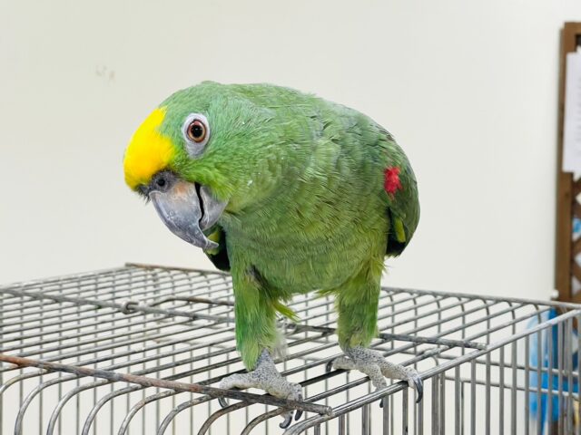 キビタイボウシインコ