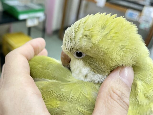 オキナインコ