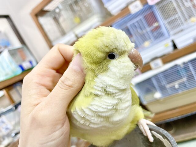オキナインコ