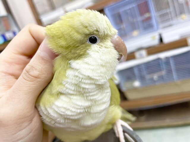 オキナインコ