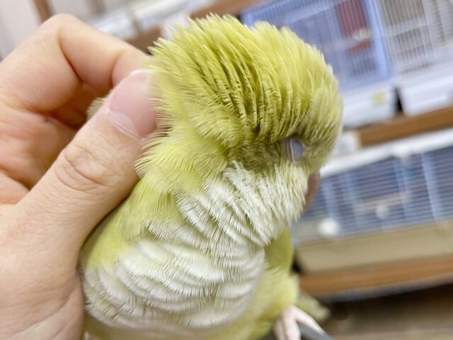 オキナインコ