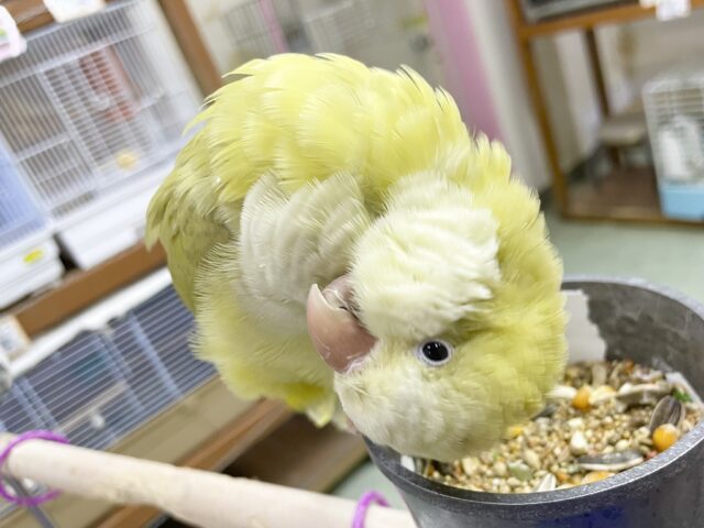 オキナインコ