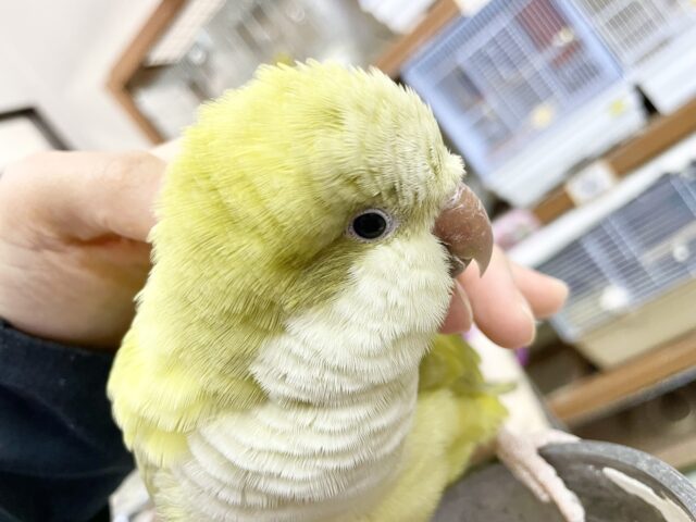 オキナインコ
