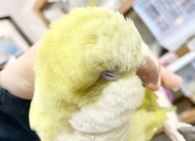 オキナインコ