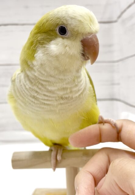 オキナインコ