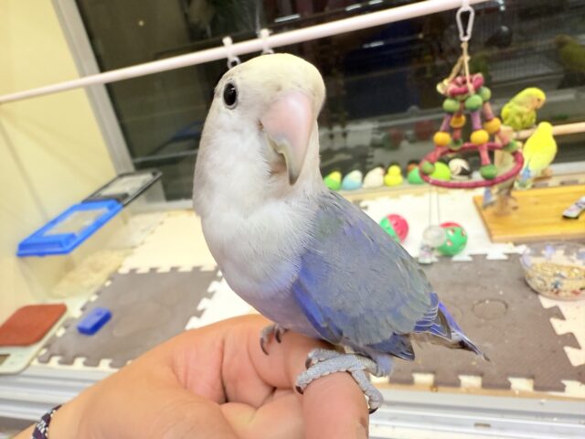 コザクラインコ（小桜インコ）
