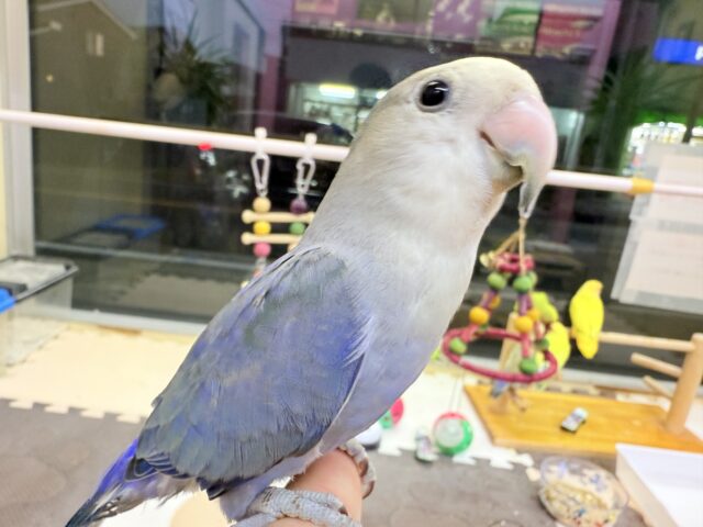 コザクラインコ（小桜インコ）