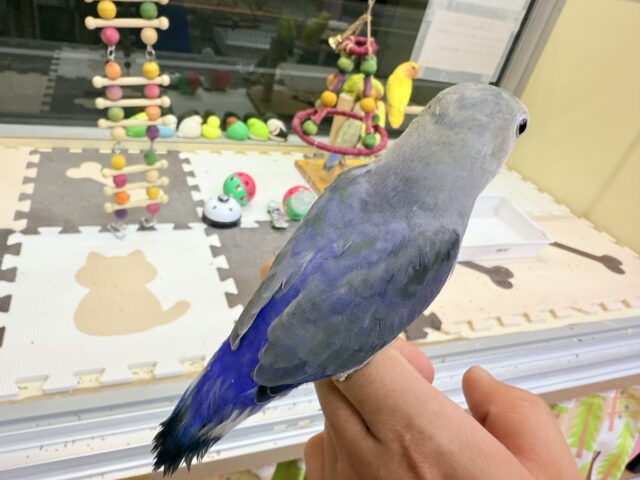 コザクラインコ（小桜インコ）