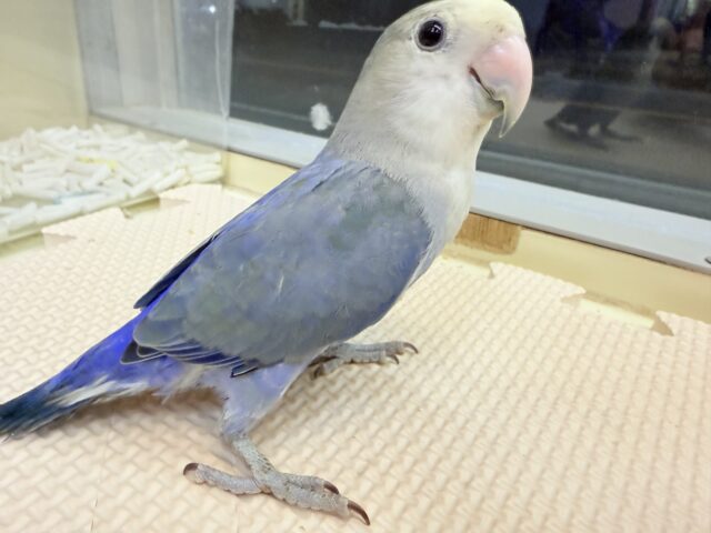 コザクラインコ（小桜インコ）