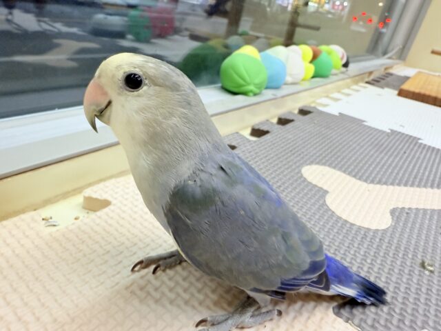 コザクラインコ（小桜インコ）