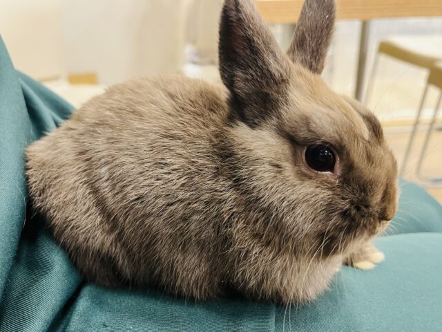 ネザーランドドワーフ