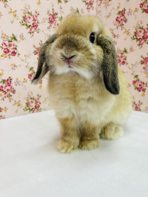 かわいすぎ注意です❤︎⁎˃ ˂ ホーランドロップイヤーラビットちゃん、女のコ❤︎♀ ホーランドロップ