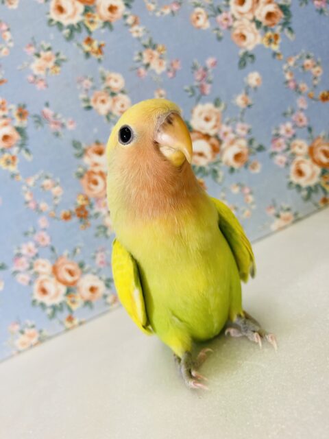 コザクラインコ（小桜インコ）