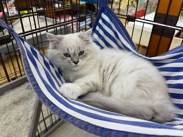 超がつくほどの甘えん坊🩷初入舎💜ネヴァマスカレード君やって来てくれました❤ ネヴァマスカレード