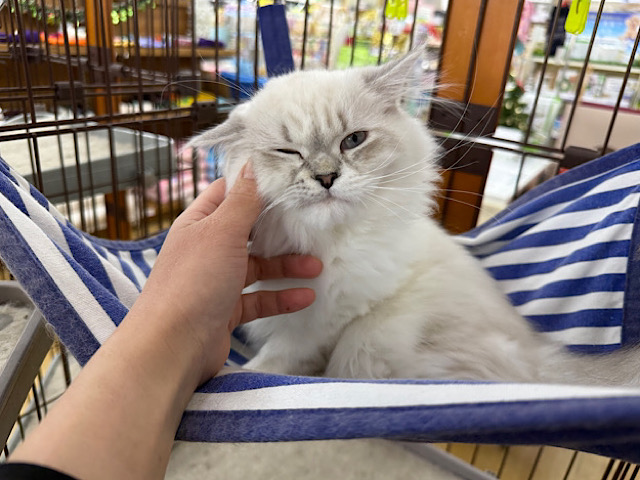 ネヴァマスカレード