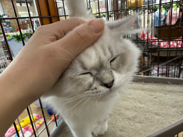 ネヴァマスカレード