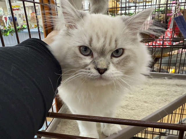 ネヴァマスカレード