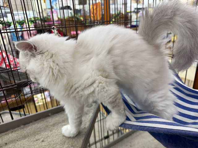 ネヴァマスカレード