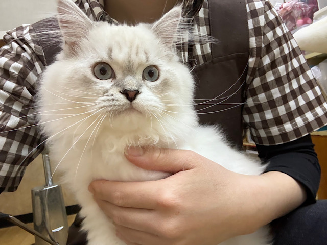 ネヴァマスカレード