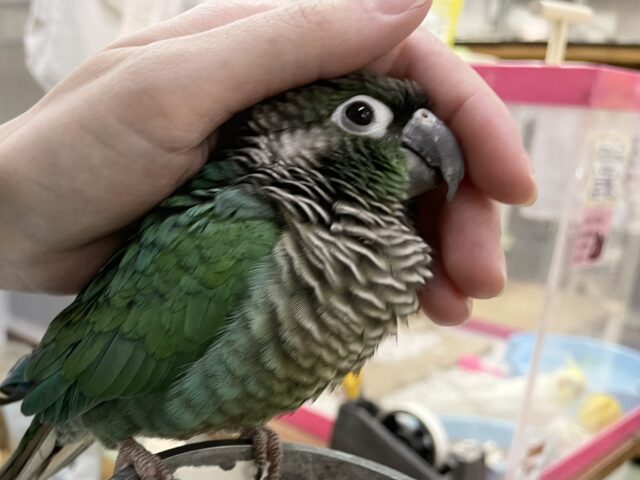 ホオミドリウロコインコ