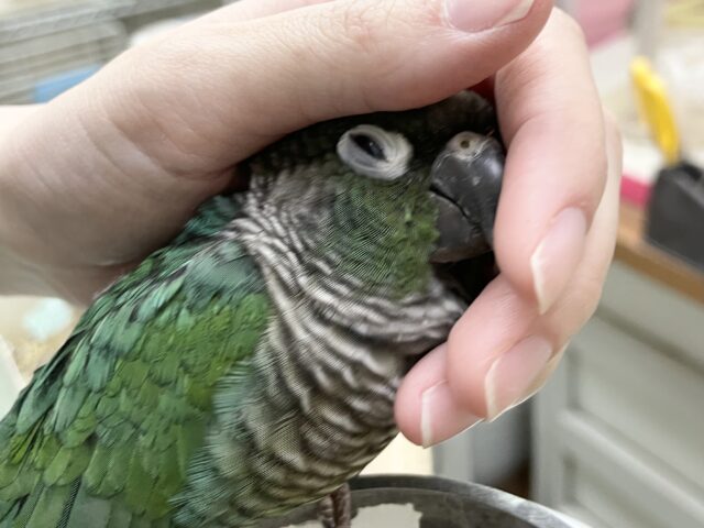 ホオミドリウロコインコ