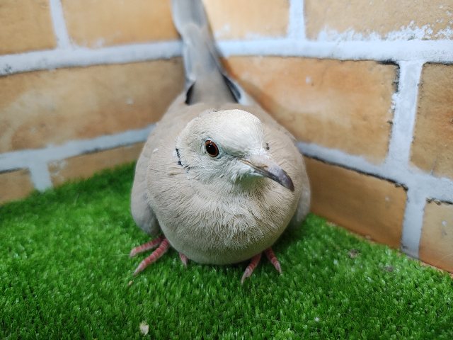 ジュズカケバト