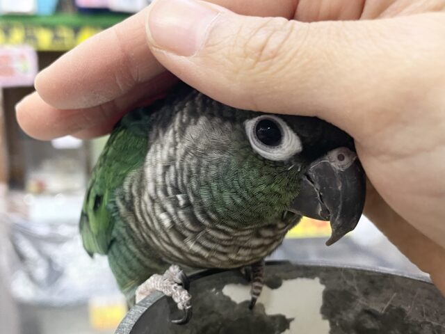 ホオミドリウロコインコ