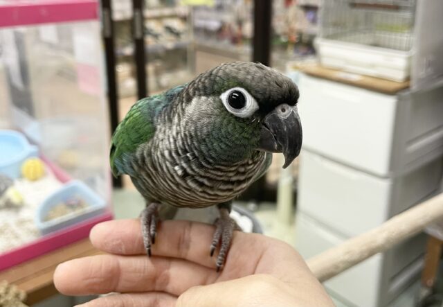 ホオミドリウロコインコ