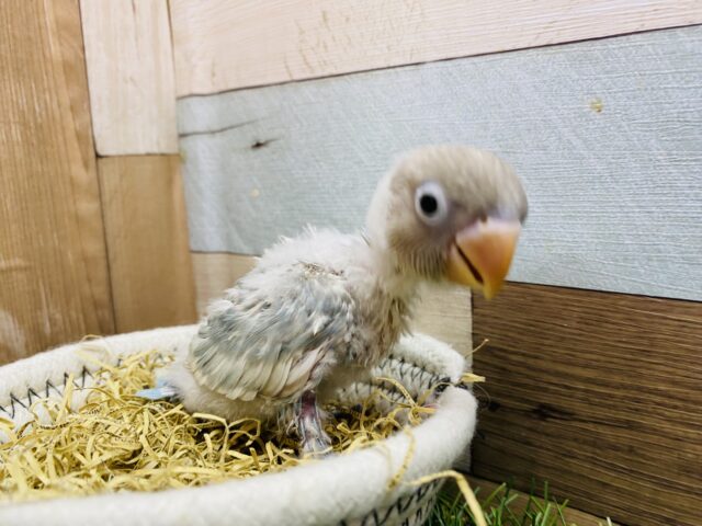 シロボタンインコ