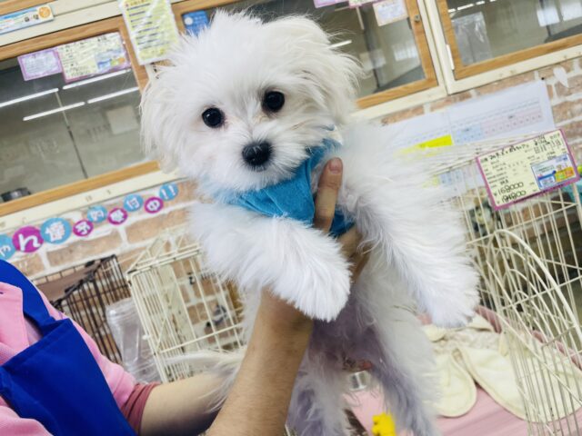 ポメマル（マルポメ）