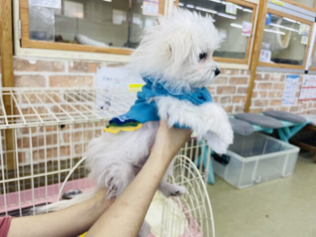 ポメマル（マルポメ）