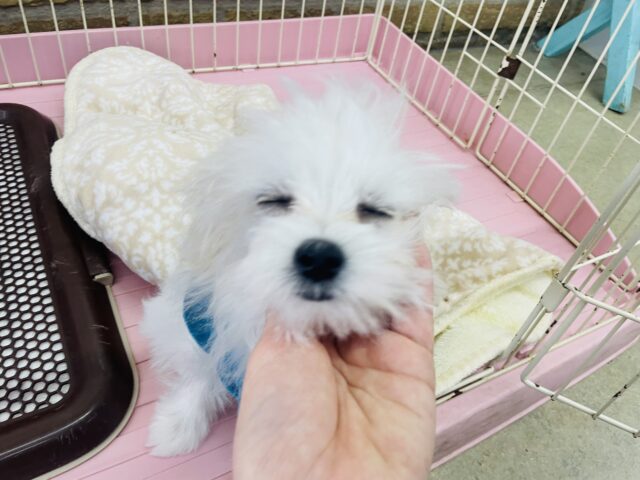 ポメマル（マルポメ）