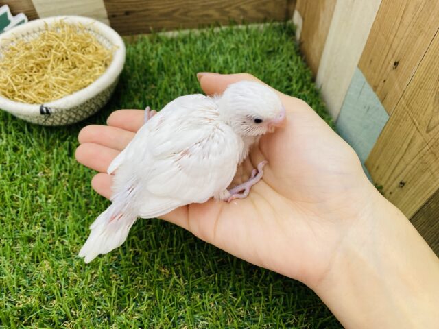セキセイインコ