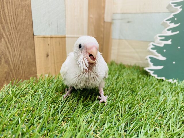 セキセイインコ