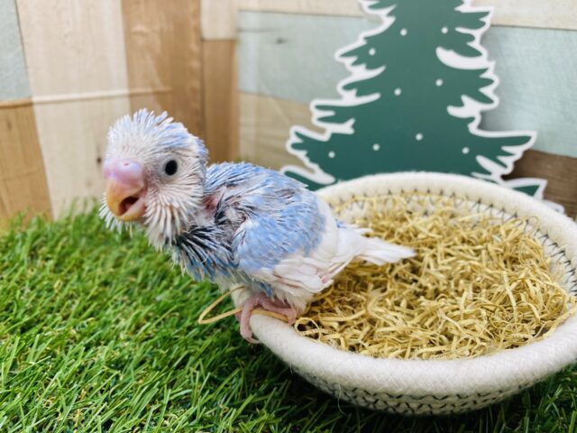 セキセイインコ