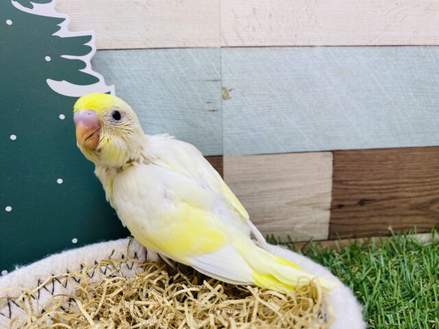 セキセイインコ