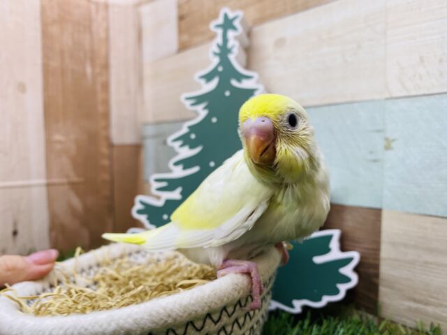 セキセイインコ