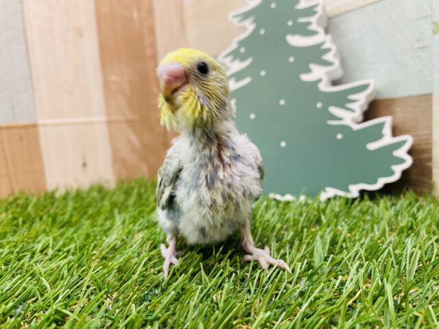 セキセイインコ