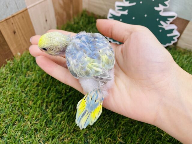 セキセイインコ