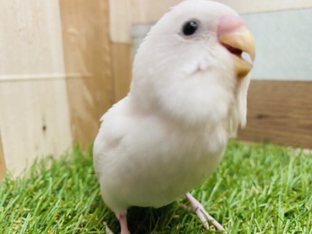 セキセイインコ