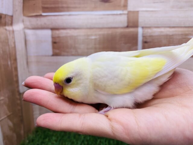 セキセイインコ