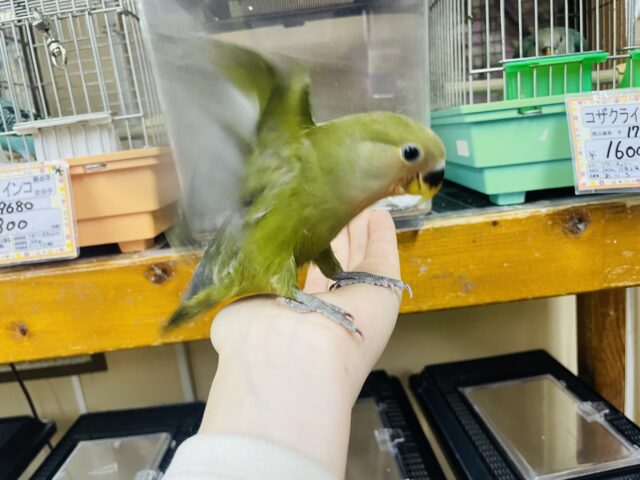 コザクラインコ（小桜インコ）