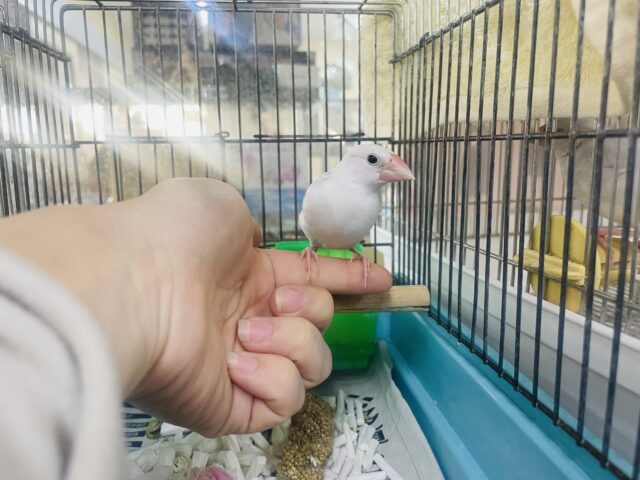 白文鳥