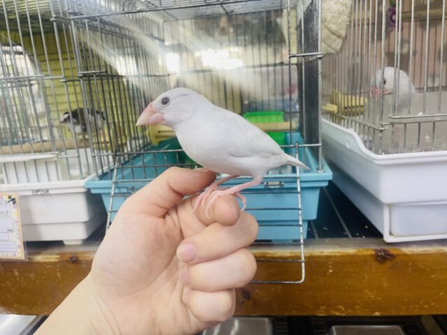 白文鳥