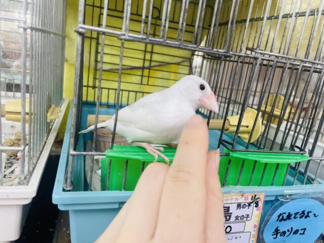 白文鳥