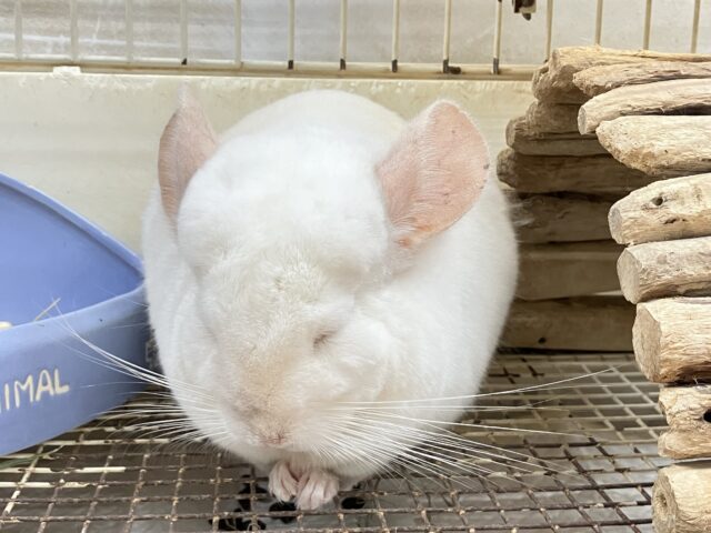 ✨最新画像✨もふっと白ちゃん🤍チンチラ(パイド)女の子 2022年10月生まれ