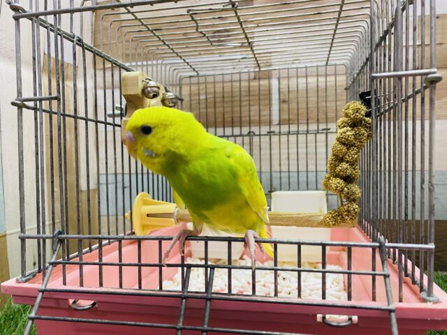 セキセイインコ